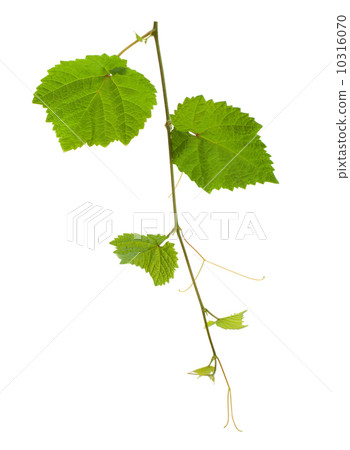 Grape vine 10316070
