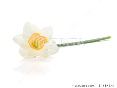 Lying white daffodil 10316128