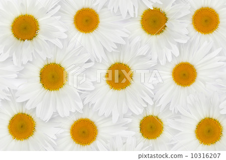 Chamomile flower background 10316207