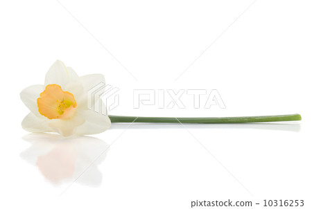 Lying white daffodil Lying white daffodil 10316253
