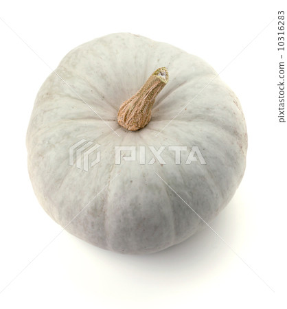 White pumpkin White pumpkin 10316283