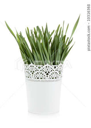 Green grass in flowerpot Green grass in flowerpot 10316368
