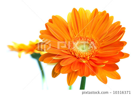 Orange gerbera flower 10316371