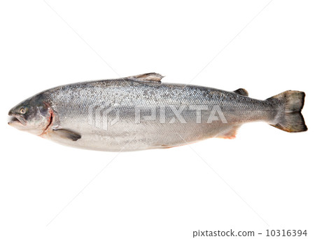 Fresh big salmon 10316394