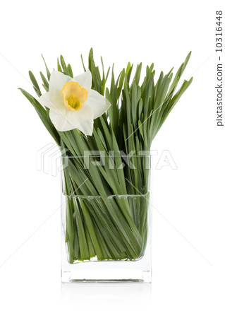White daffodil 10316448