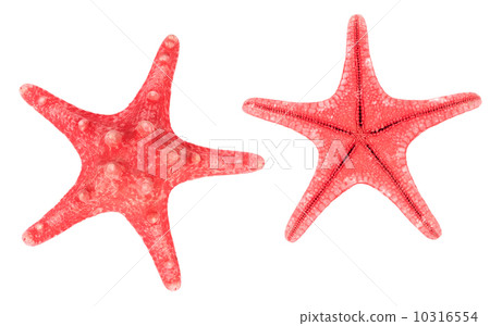 Two red starfishes 10316554