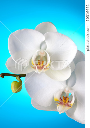 White orchid on blue background White orchid on blue background 10316631