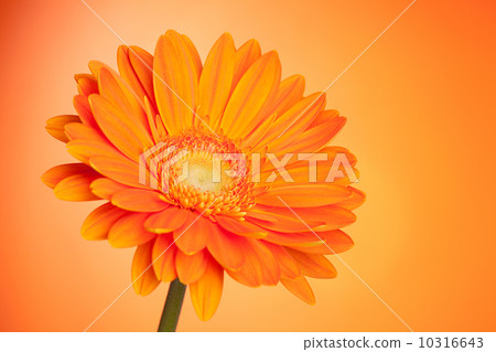 Orange gerbera flower 10316643
