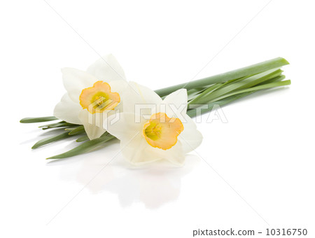 Lying white daffodils 10316750