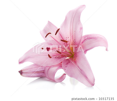 Pink lily Pink lily 10317135