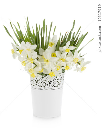 Bouquet of white daffodils in flowerpot Bouquet of white daffodils in flowerpot 10317919
