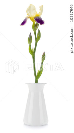 Flower in a vase Flower in a vase 10317946