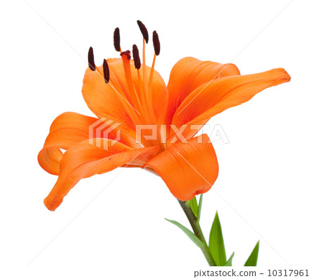 Orange lily Orange lily 10317961