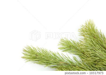 Fir tree branch 10317973