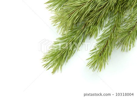 Fir tree branch Fir tree branch 10318004
