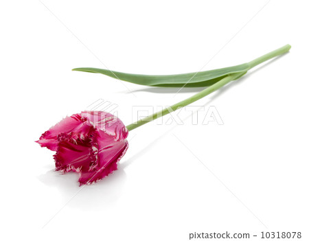 Lying purple tulip 10318078