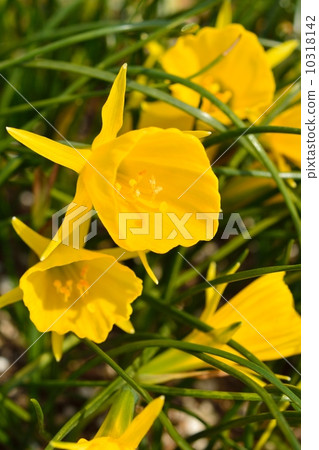 Beecoat水仙花 Beecoat水仙花 10318142