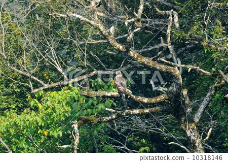Eagle's eagle 10318146