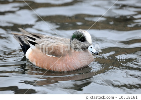 American hedori 10318161