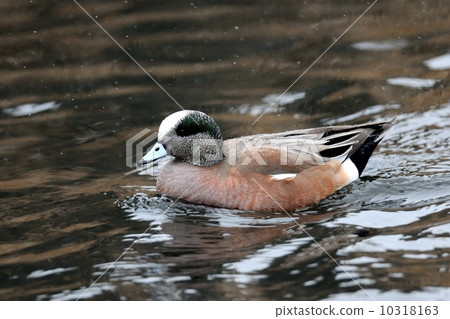 American hedori 10318163