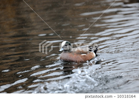 American hedori 10318164