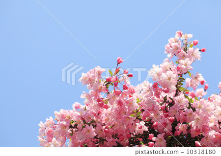 垂絲 垂絲 10318180