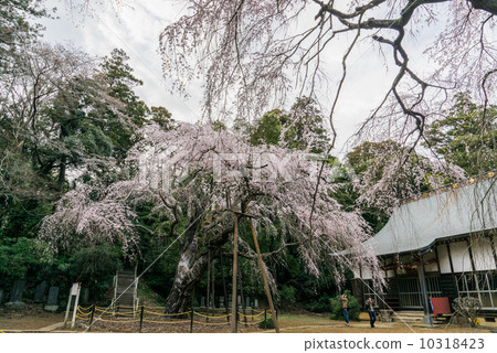 在Yotsukaido市的吉岡地區的Fuusa寺垂枝櫻花 在Yotsukaido市的吉岡地區的Fuusa寺垂枝櫻花 10318423