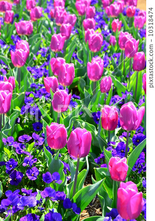 中提琴和郁金香 10318474