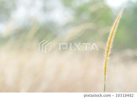 Single isolated Imperata lalang in the field 10318482