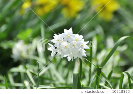 Narcissus Narcissus 10318533