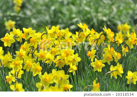 Narcissus Narcissus 10318534