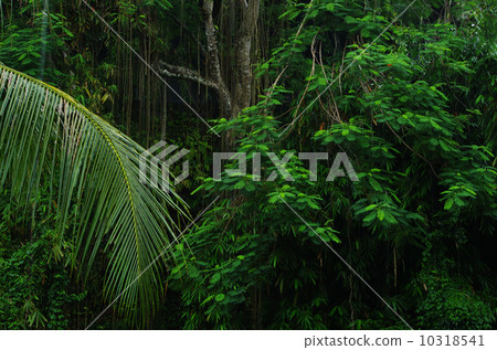 Bali Bali 10318541