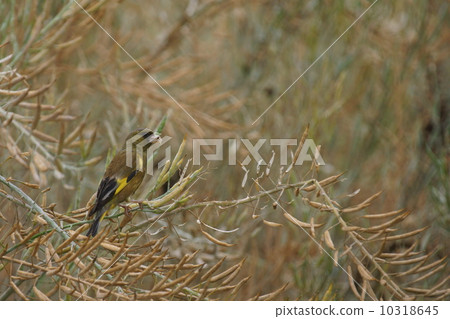 Meal of Kawahara Kawarahiwa 10318645