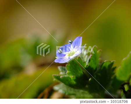 波斯Speedwell 波斯Speedwell 10318706