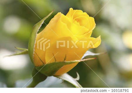 Rose Surprise 10318791