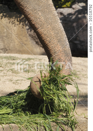 Elephant's nose Elephant's nose 10318792