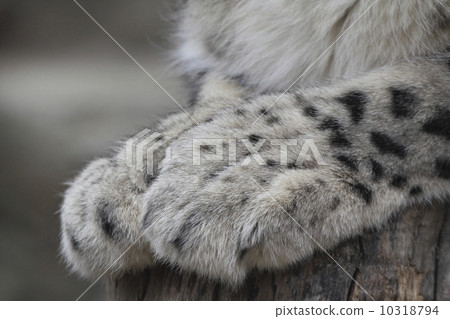 Snow leopard forefoot Snow leopard forefoot 10318794