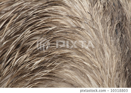 鴯的羽毛 鴯的羽毛 10318803