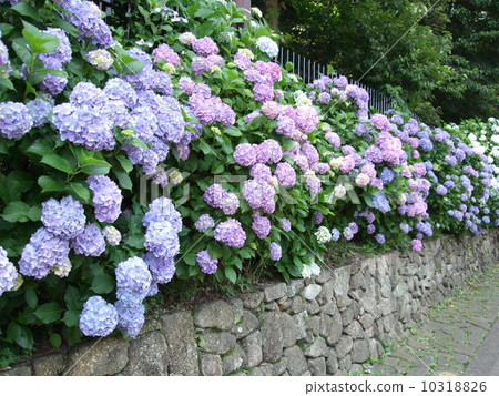 Small diameter of Asuka's Asuka flower bird in June (Kita-ku, Tokyo) 10318826