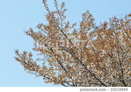 cherry tree in leaf