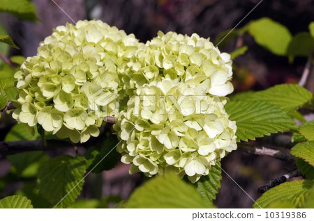 Flowers of the Odemari 10319386
