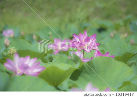 井井古蓮花4 10319417