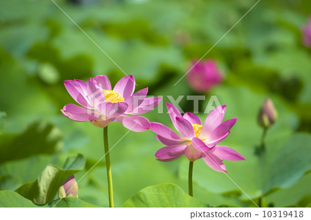 Ancient lotus of well wells 5 Ancient lotus of well wells 5 10319418