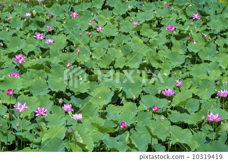 Ancient lotus group of well wells Ancient lotus group of well wells 10319419
