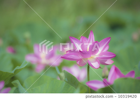 Ancient lotus of well wells 6 Ancient lotus of well wells 6 10319420