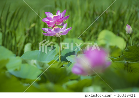 井的古蓮花7 井的古蓮花7 10319421