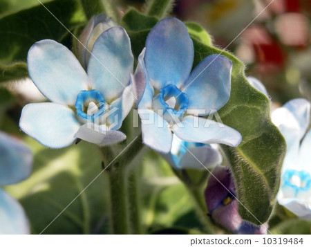 Blue Star Flower 10319484