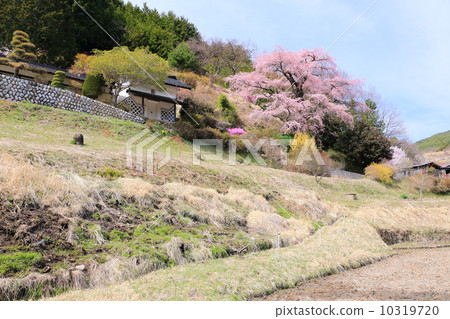 美里的櫻花樹 10319720