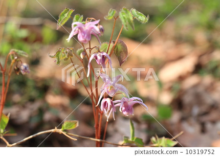 Freshwater leek 10319752