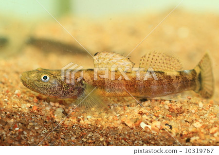 Ukoli Ukoli 10319767